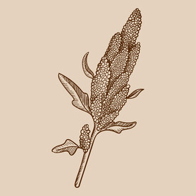 手绘版画藜麦