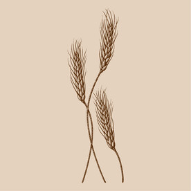 手绘版画小麦