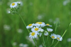 一年逢 花卉