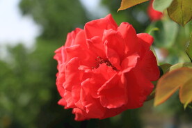 花卉 红色花朵