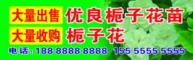 栀子花