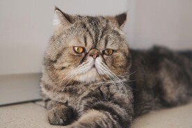 波斯猫 
