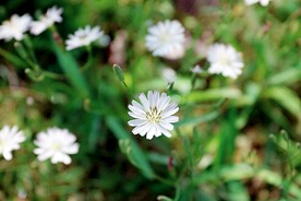 中华苦荬菜