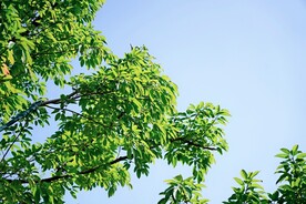 绿叶