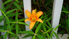 萱草花
