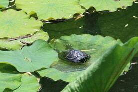 荷塘小乌龟  