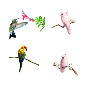 飞鸟