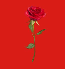 玫瑰花朵花卉