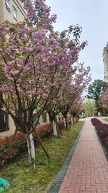 小路