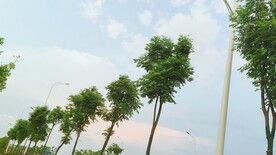 树天空