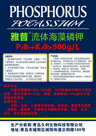 雅普