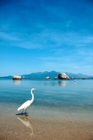 鹭