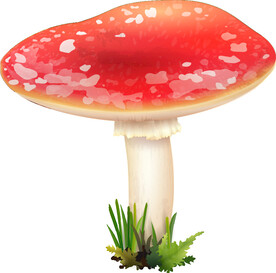 菌类植物