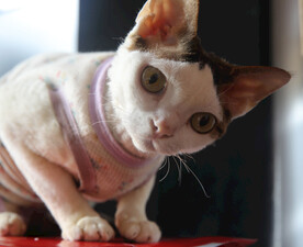 小猫德文