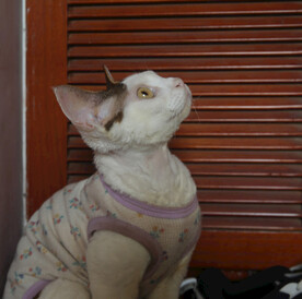 小猫德文