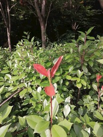 红色尖尖小叶子