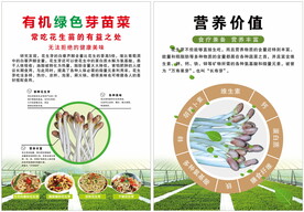 花生芽 豆苗 养生菜 拌凉