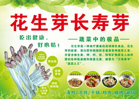 花生芽 豆苗 养生菜