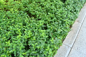 绿色路边植物