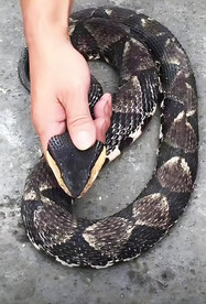 捕蛇