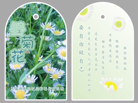 野菊花吊牌 