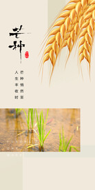 芒种