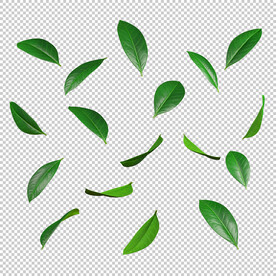 绿色植物树叶抠图高清素材
