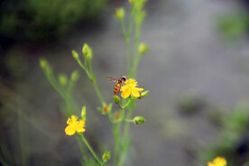 蜜蜂