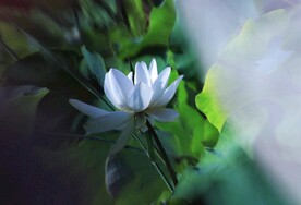 夏日荷花