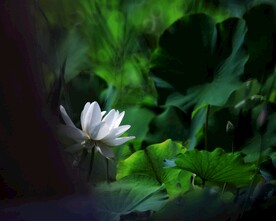 夏日荷花