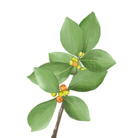 竹节树