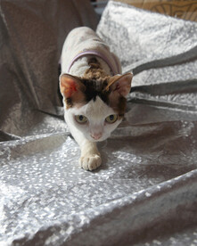 小猫德文