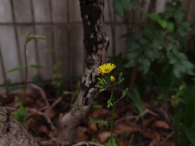 药材黄鹌菜