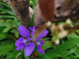 紫色鸢尾花