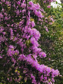 粉色杜鹃花