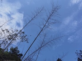 竹枝
