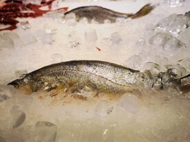 冰鲜鲳鱼
