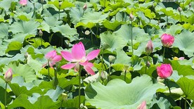 普者黑荷花