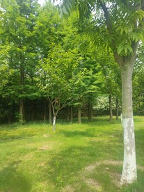 公园