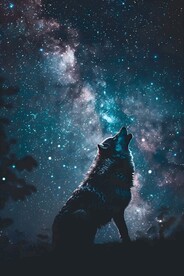星空下的狼