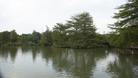 海珠湖湿地