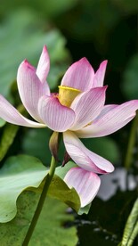 荷花盛花