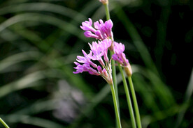 野花