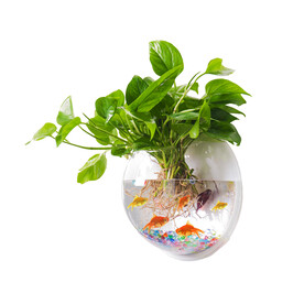 绿萝绿植盆栽