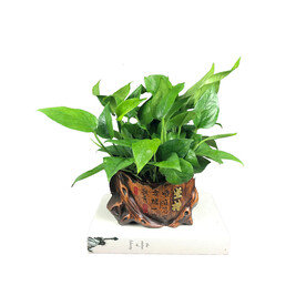 绿萝绿植盆栽