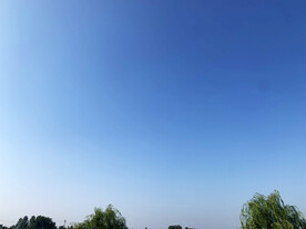 蓝天柳树