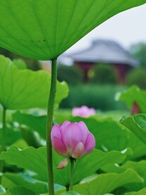 荷