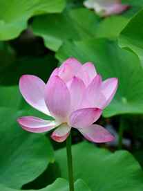 莲花
