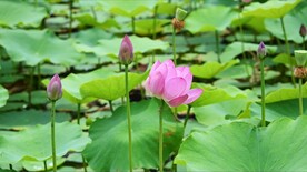 荷
