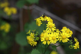 菊花与蜜蜂